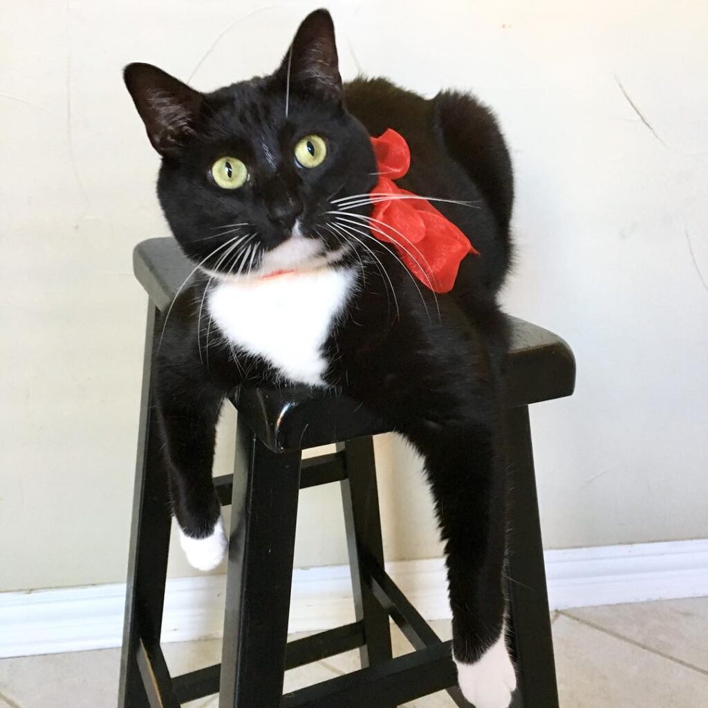 When your meowmy brags about you to her friends, and you just sit