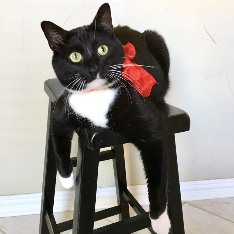 When your meowmy brags about you to her friends, and you just sit