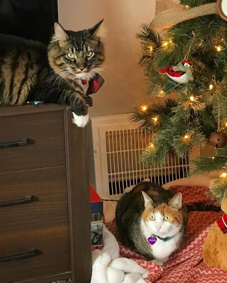 Xylo with his cousin, ilo. – – –