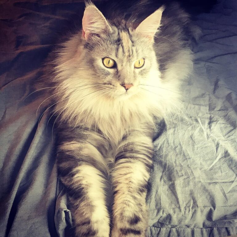 Yes, I have once again taken Sampson’s bed
