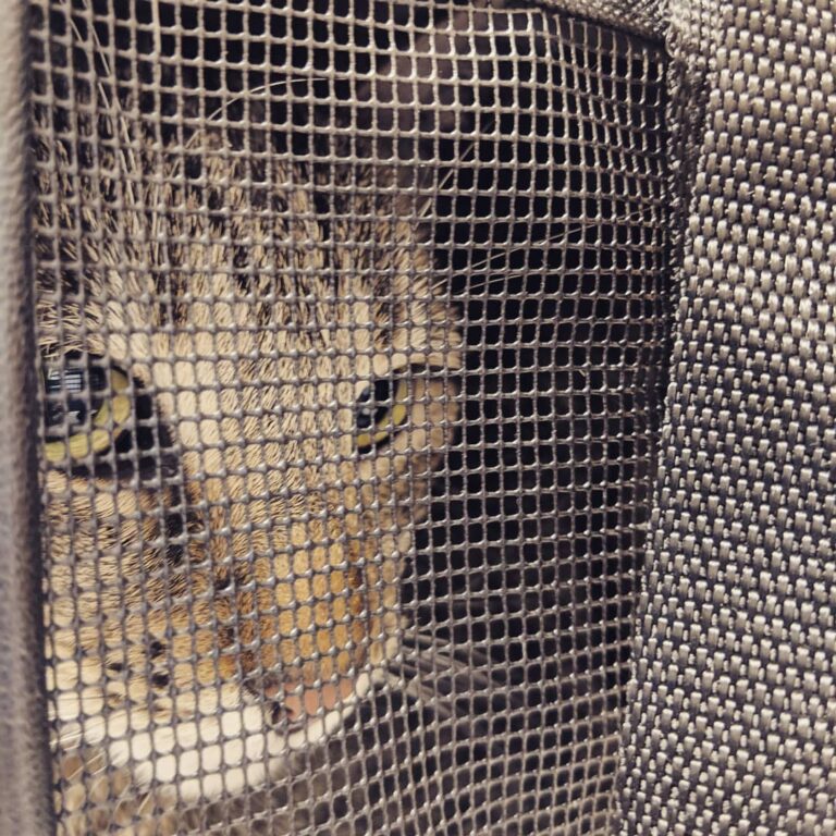 You heard it here first, folks: straight from the emergency vet’s