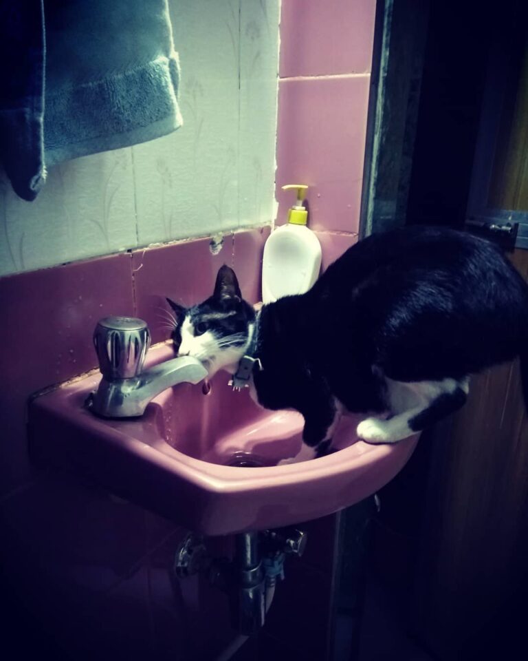 Zoey doing it old school style because who needs a water bowl