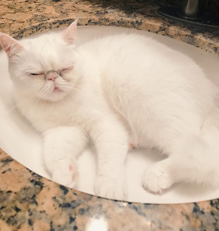 Caturday sink naps . . .