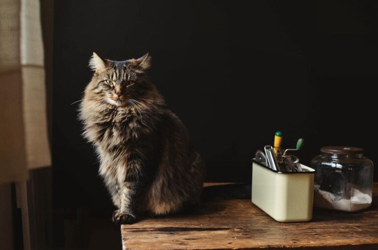 Happy caturday!!