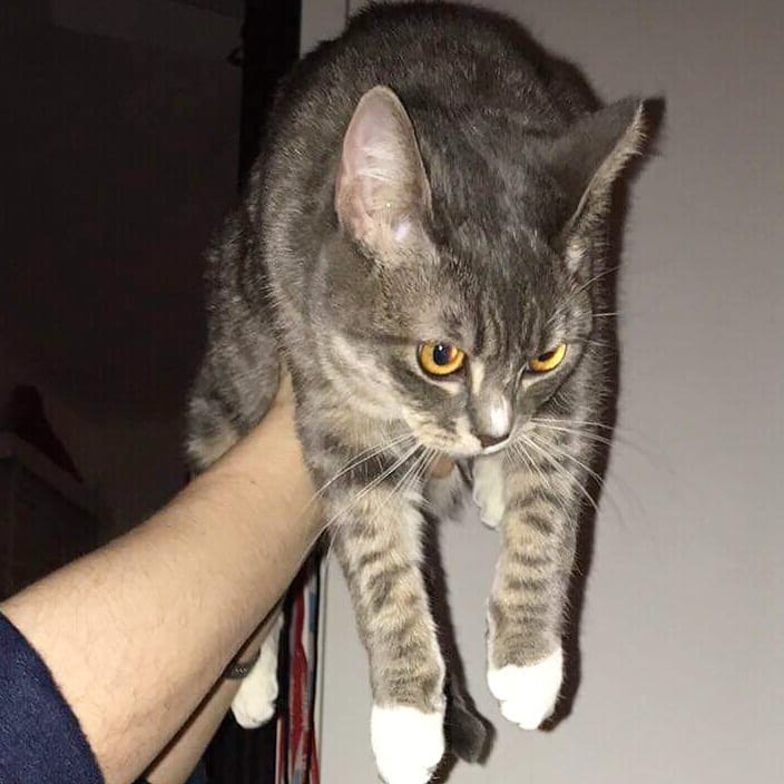 It’s a bird! it’s a plane!! it’s….. supercattttt!!! (photo credit