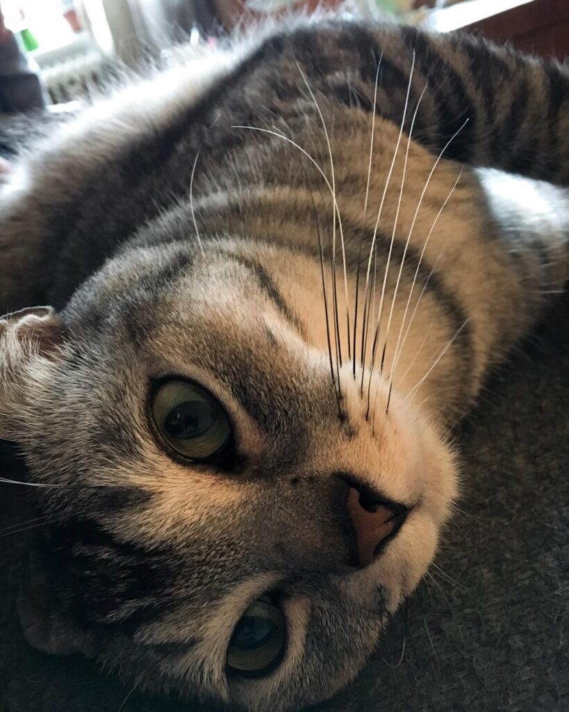 Miau |