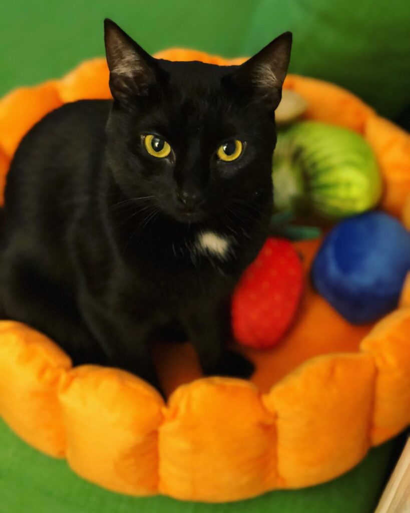 What flavor of fruit tart is this? thanks, !!
