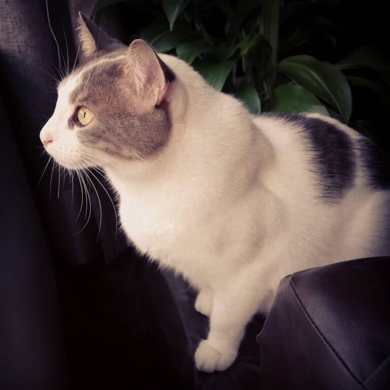Cute Cat Moment