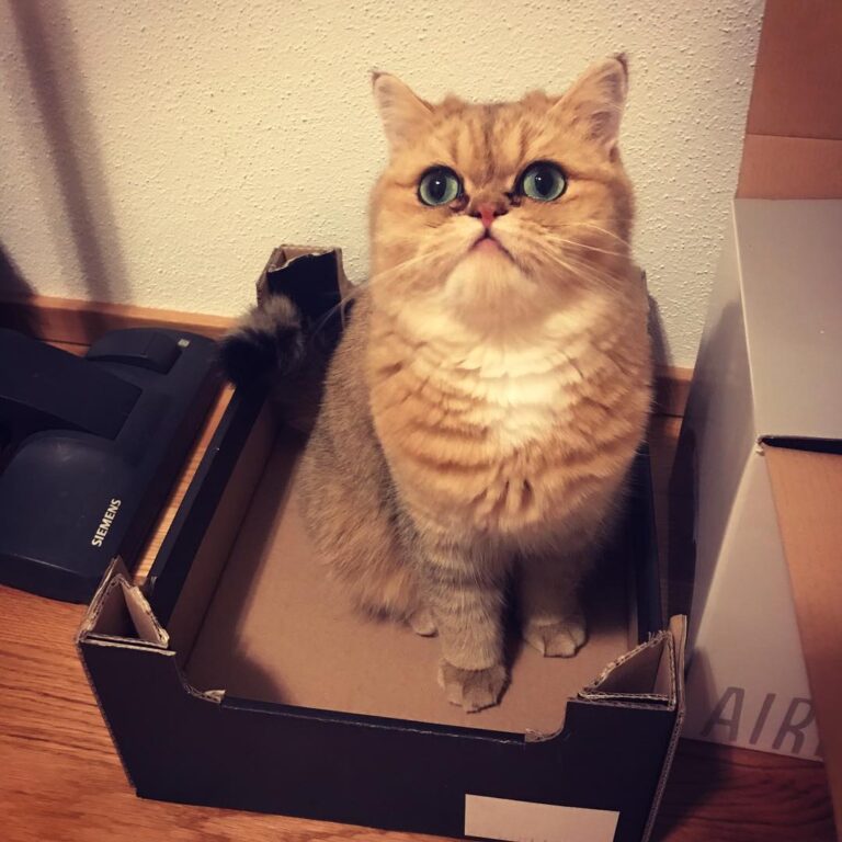 Why do i love boxes? . . . .