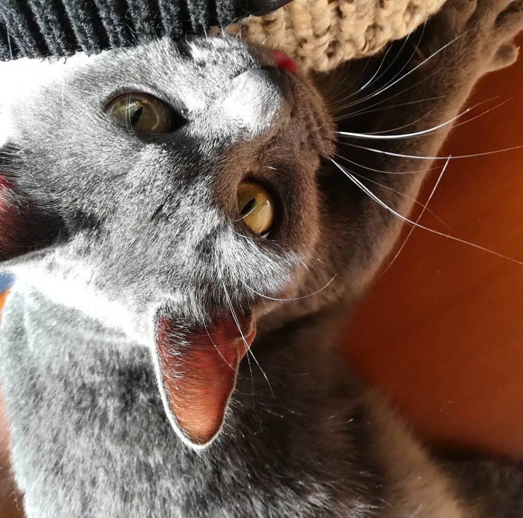 Cute Cat Moment