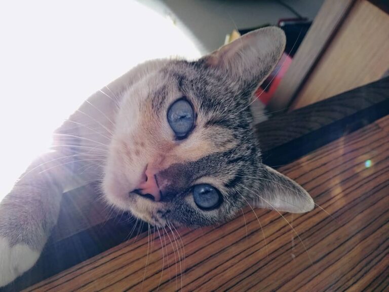 ¿Cómo es eso de que el lunes entras a trabajar humana?