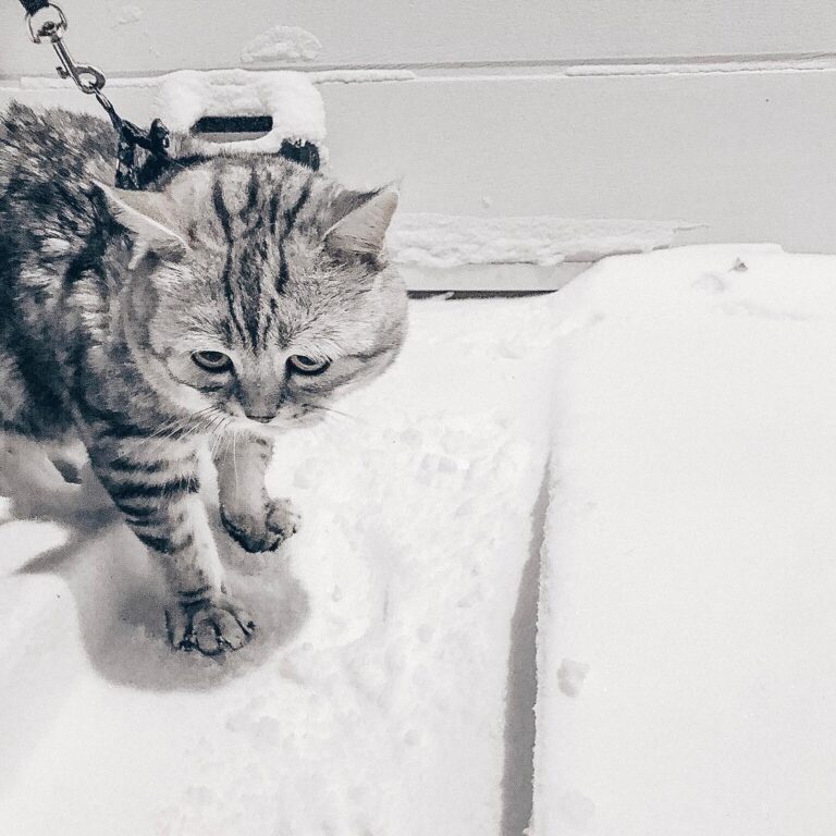 Как же много снега #