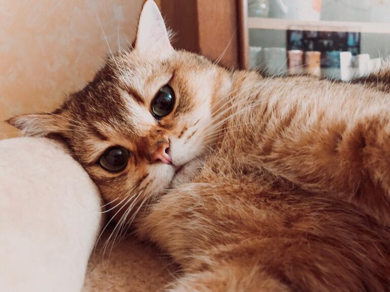 Котоселфи Catselfie