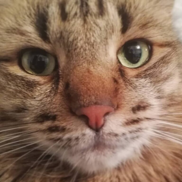 Маркус Разве не ангел? #котэ #киса #котики #мимими #моикотики #кот