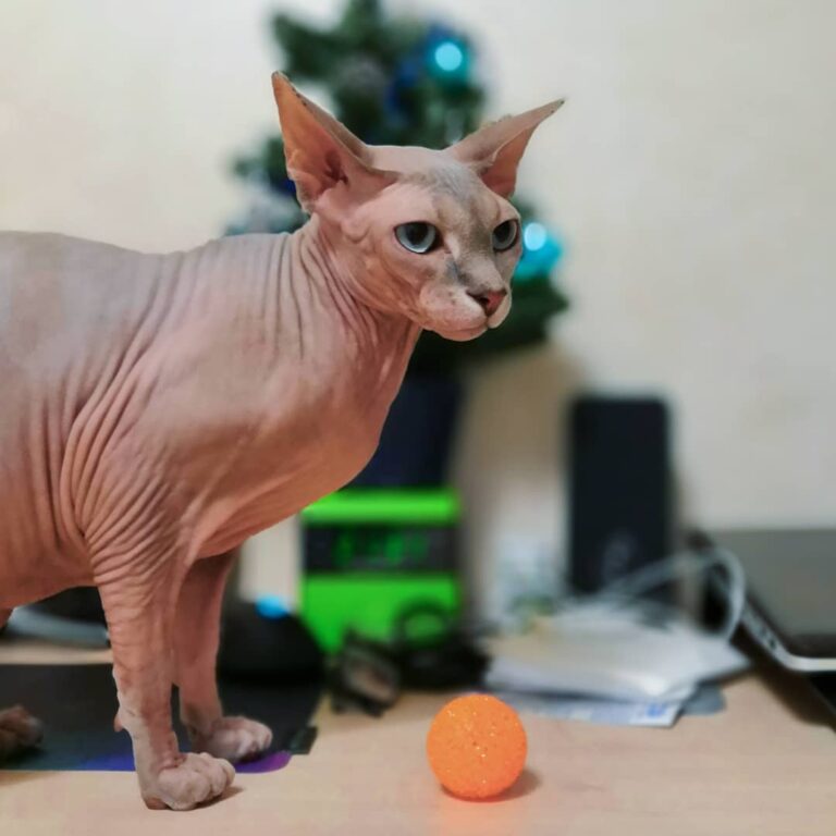 С Новым годом, котики и кисы! Желаю Вам в Новом году: тепла, много