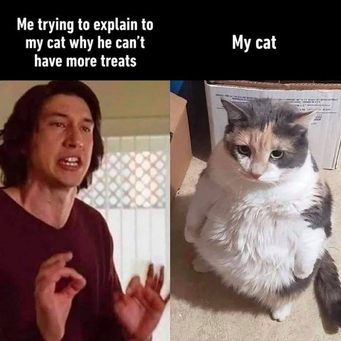My cat only speaks the language of F O O D