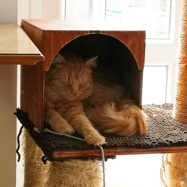 A casa