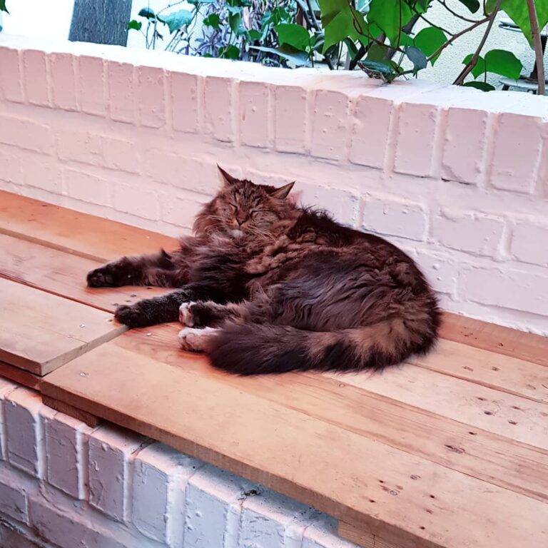 Alaska the cat at Tehran