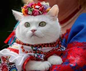 FunnyCatSite