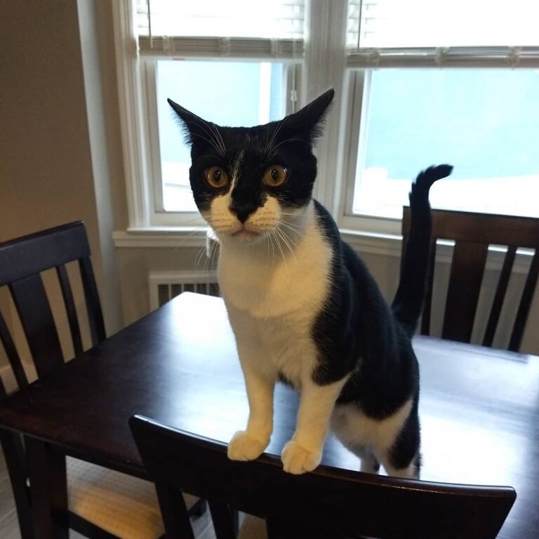 And where have you been all morning? You don’t answer my meows and