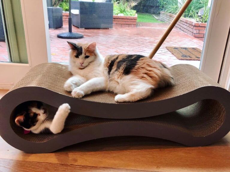 Another lovely update! Former fosters Sayda and Sonia — now named