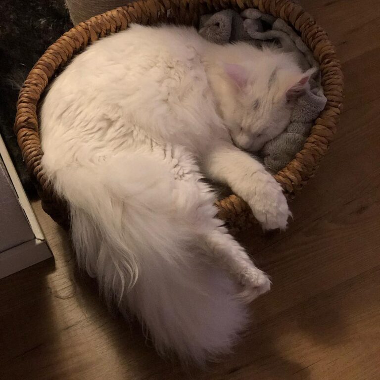 Another purresent from grandpa he sure knows my favourite sleeping