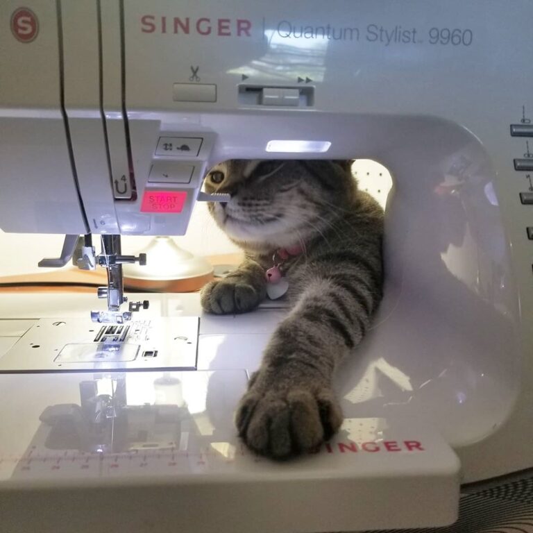 Apparently, Chessie wants to “help.” Happy Caturday!