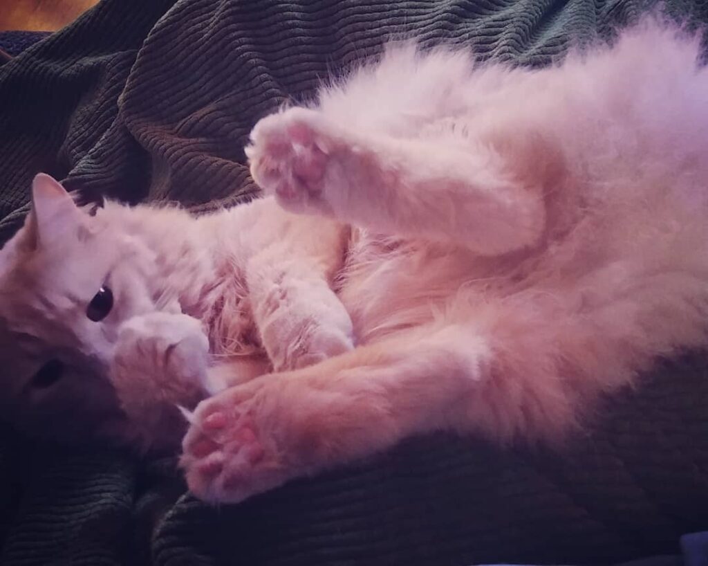 Bean toes and fluffy butts
