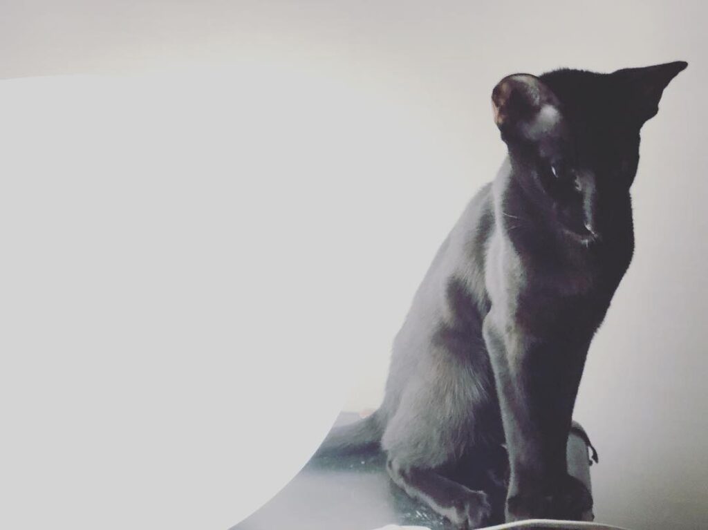 Black and white.