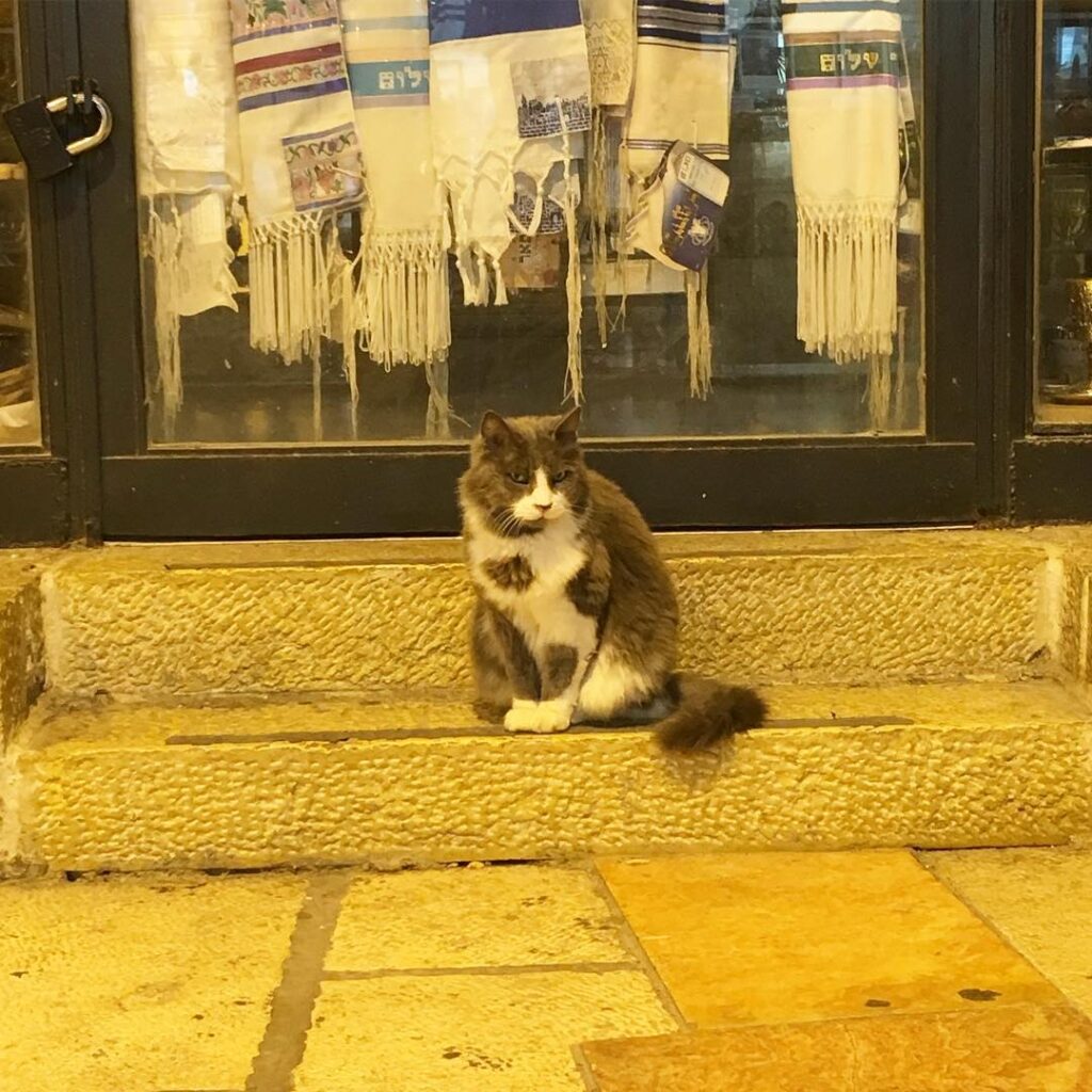 Bold cat, old city.