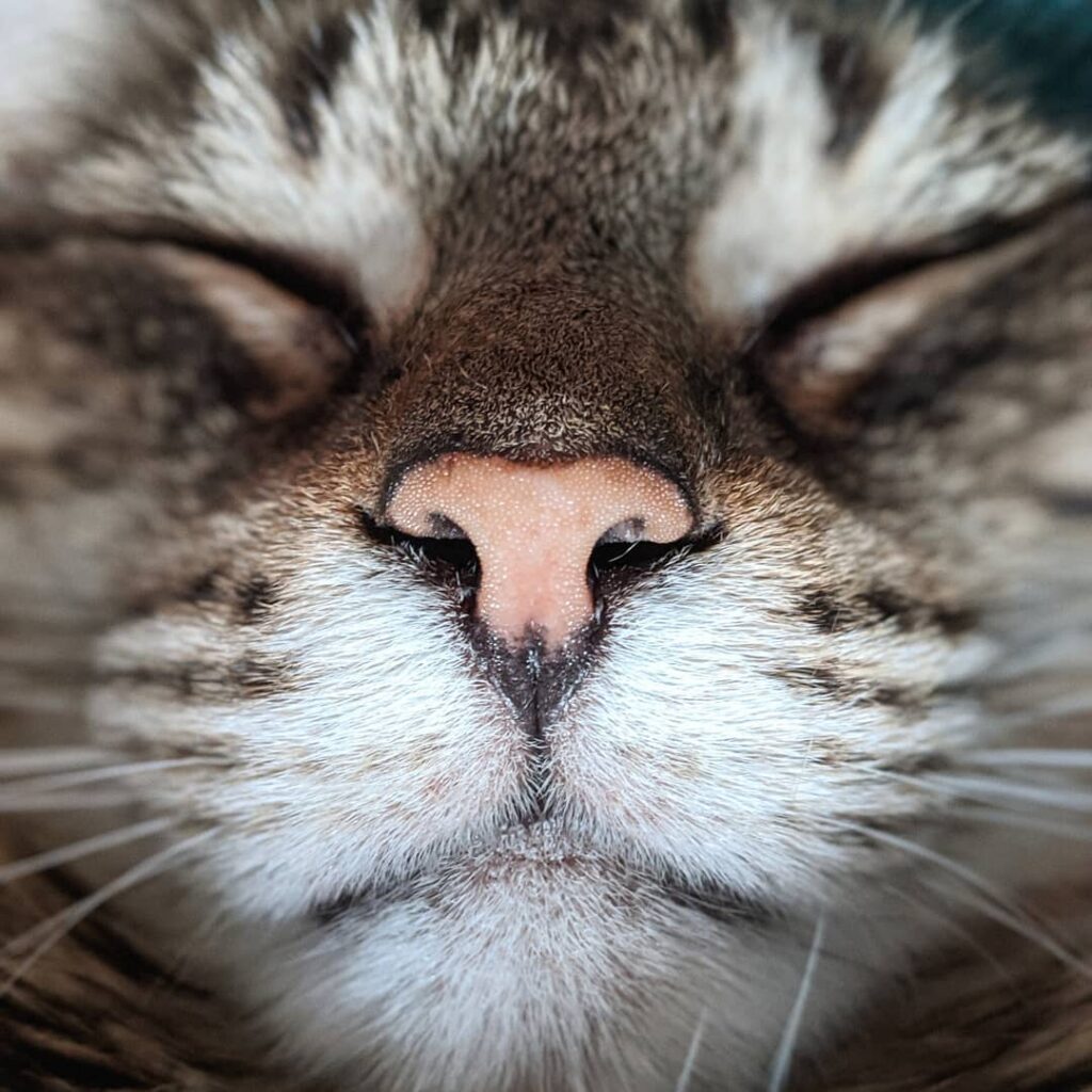 Bonus Basil