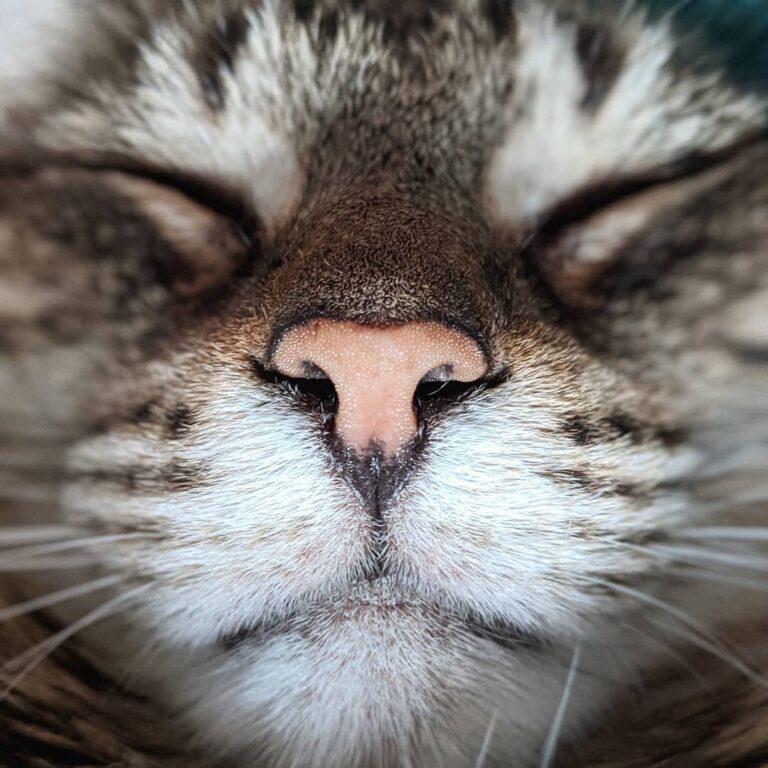 Bonus Basil