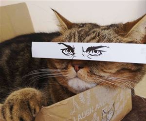 FunnyCatSite