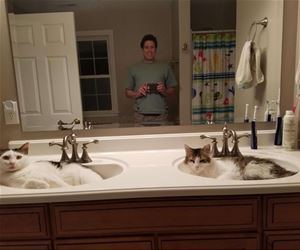 FunnyCatSite