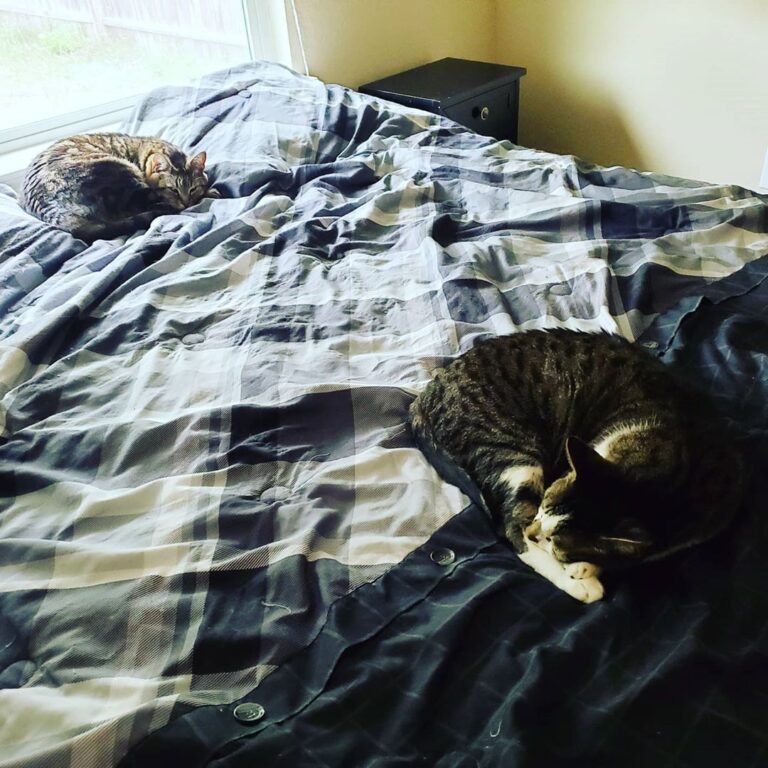 Caturday afternoon nap time! . . . . . . . . . . . . . . . . . . . .