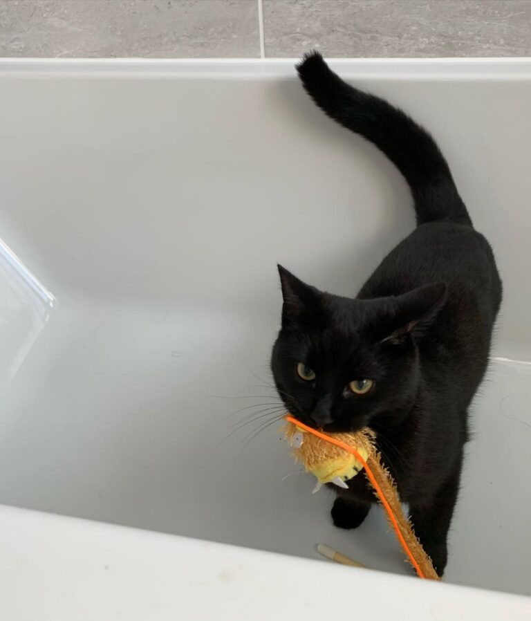 Caturday means playing with your rays in the bath. . . .