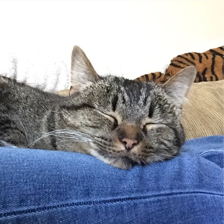 Caturday mood: naps on laps.