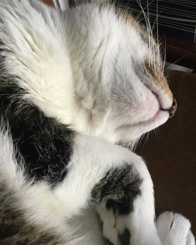 Chin floofs