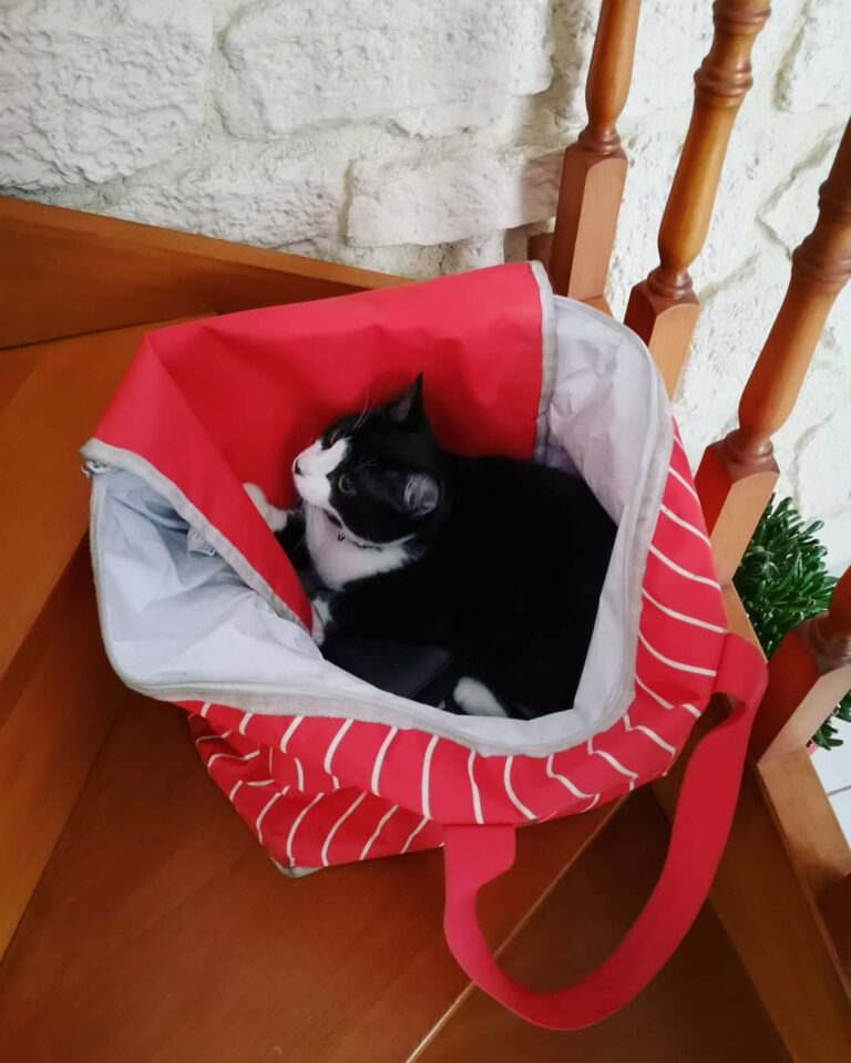 Cold cat.