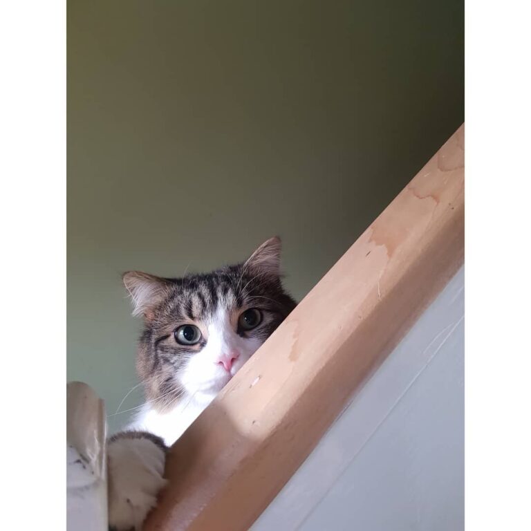 Crazy Cat