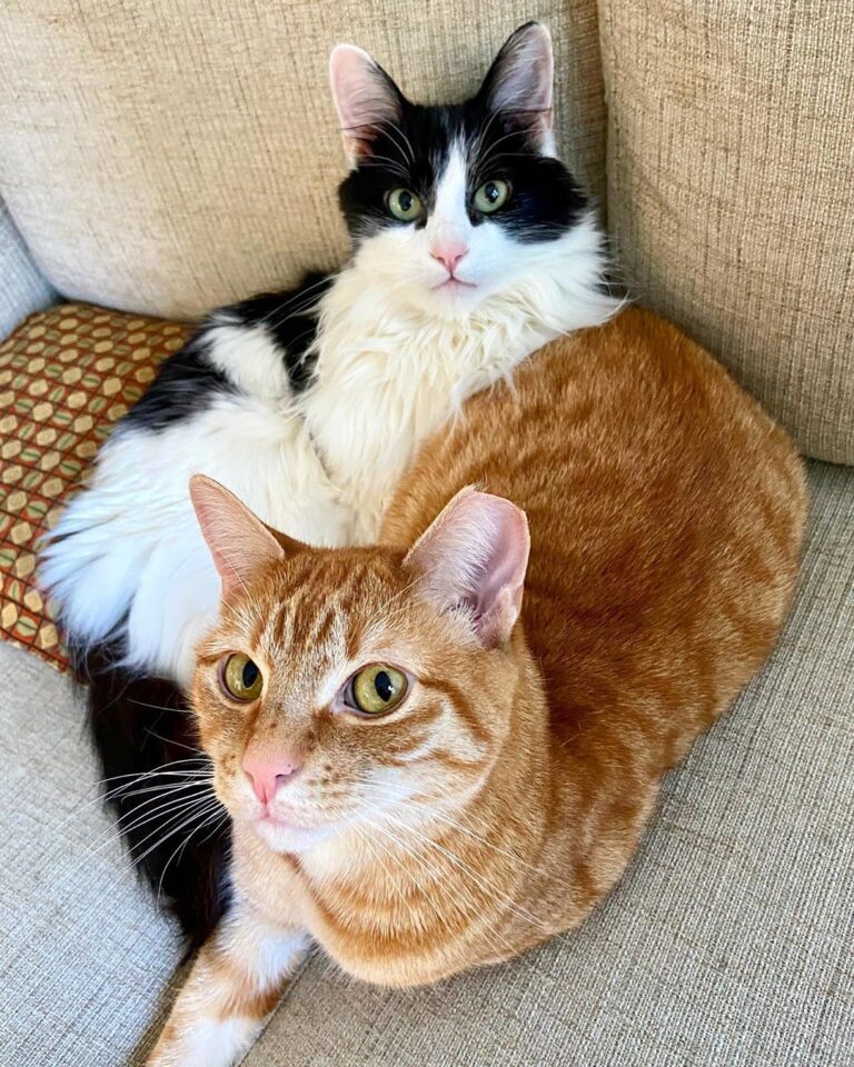 Cuddle time is serious business for these boys. They are not to be
