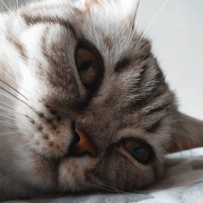 Cuuuuuuute How does your self-isolation go? . .