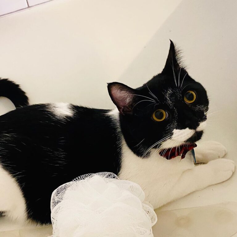 Debating over if I should let my human bathe me today Water came on I
