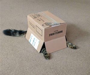 FunnyCatSite