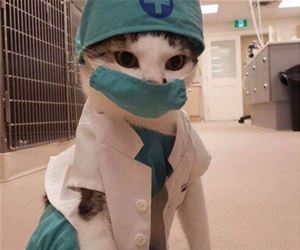 FunnyCatSite