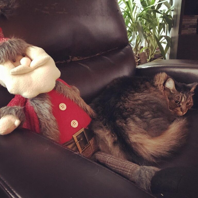 Eh oui, une autre photo de mon chat! La pauvre petite ne sait pas que