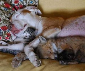 FunnyCatSite