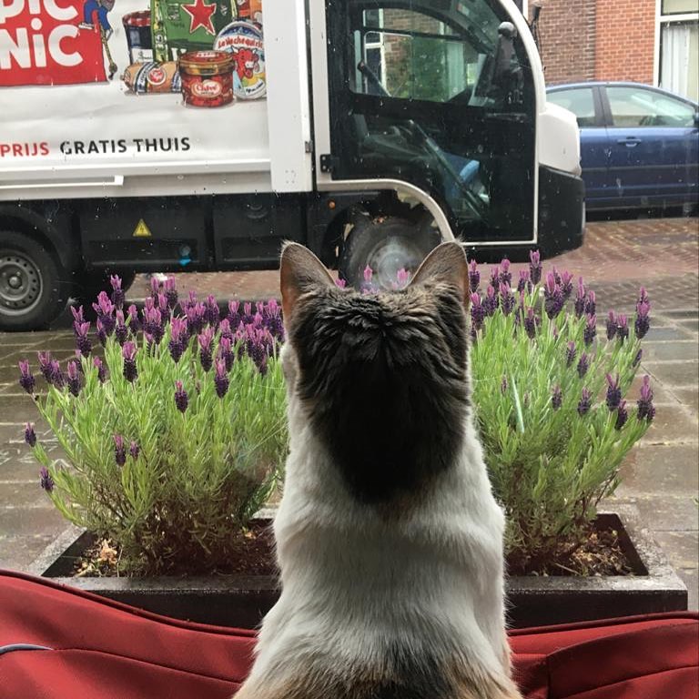 Fan of the van. . . . . . öttur #ネコ #Γάτα #고양이 #Ко