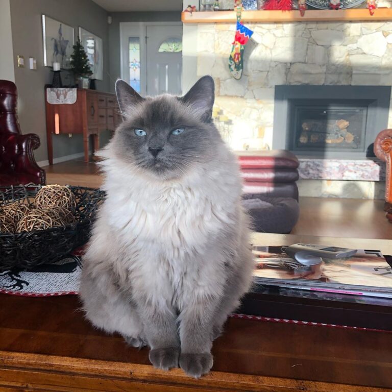 Feed me hooman!! #