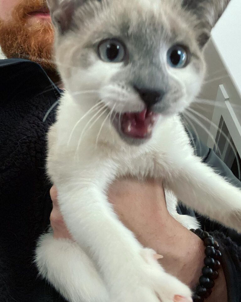 First picture of Mushu while we were signing his adoption papers. He